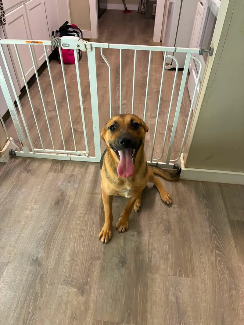 A young medium-sized female Brown / Chocolate German Shepherd Dog dog named Piper for adoption in Charleston, WV