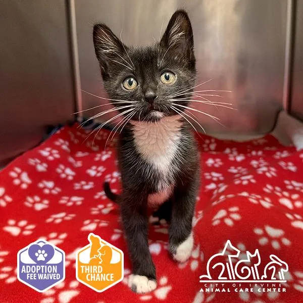 A baby small-sized female Domestic Short Hair cat named Gale for adoption in Irvine, CA