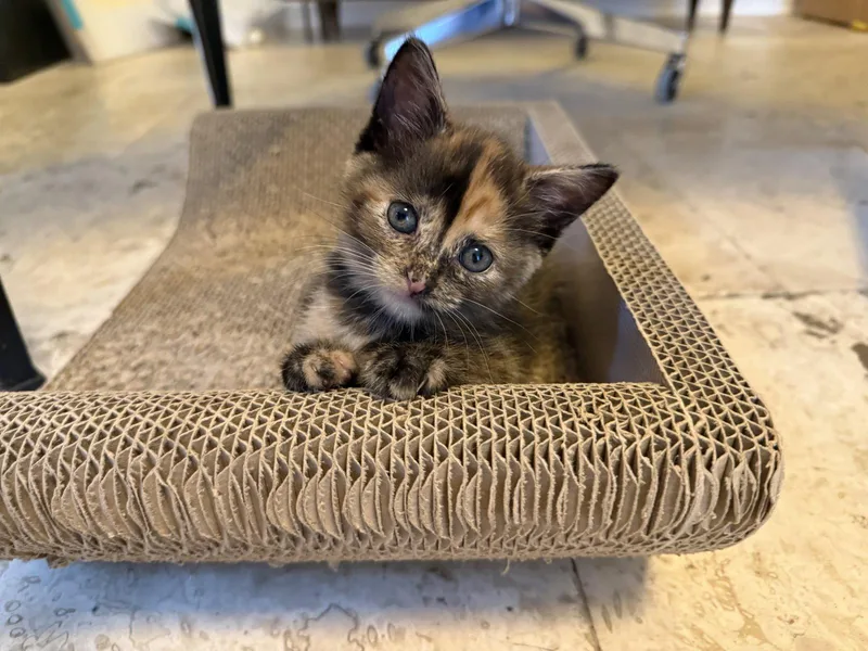 A baby medium-sized female Domestic Short Hair cat named Vega for adoption in Tampa, FL