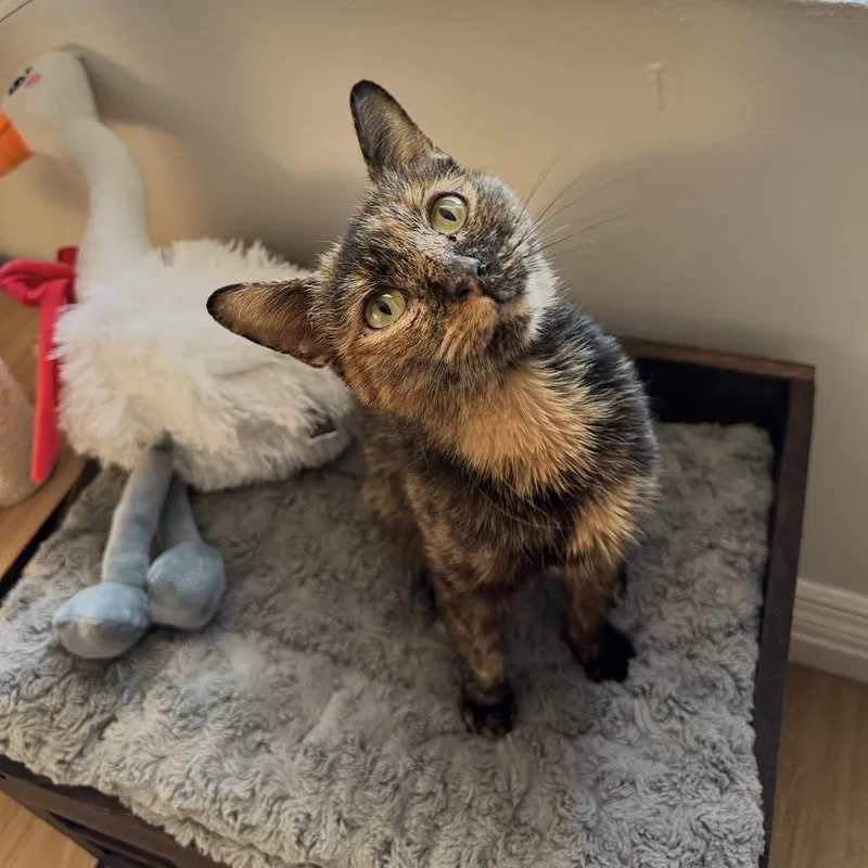 Millie And Lillie thumbnail 3