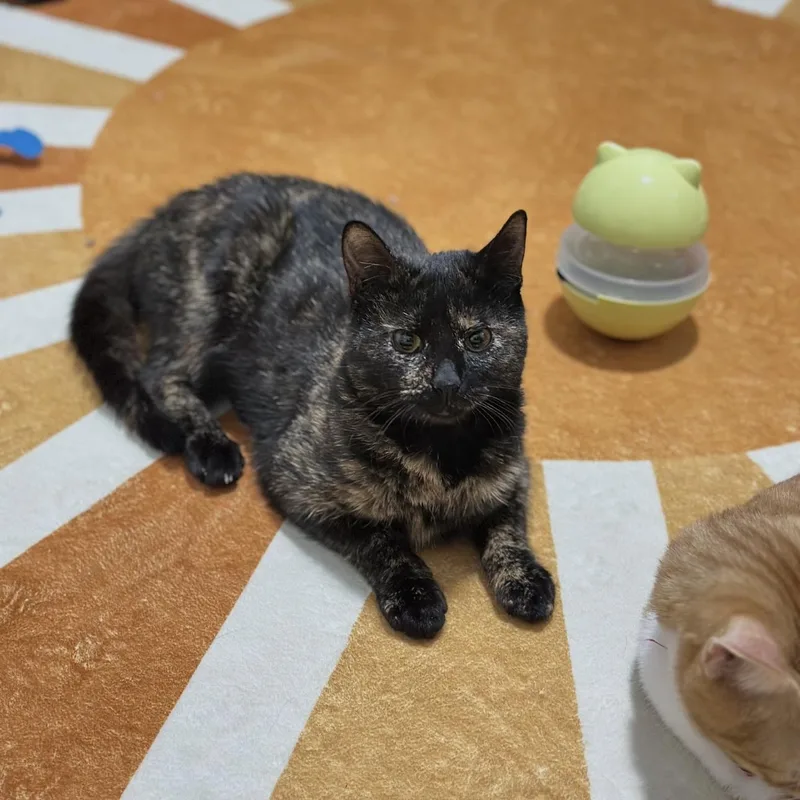 Millie And Lillie thumbnail 6