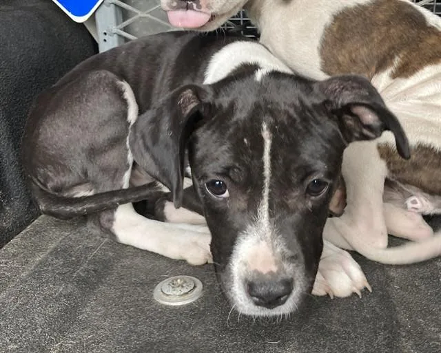 A young small-sized female Terrier dog named Faith for adoption in Olivette, MO