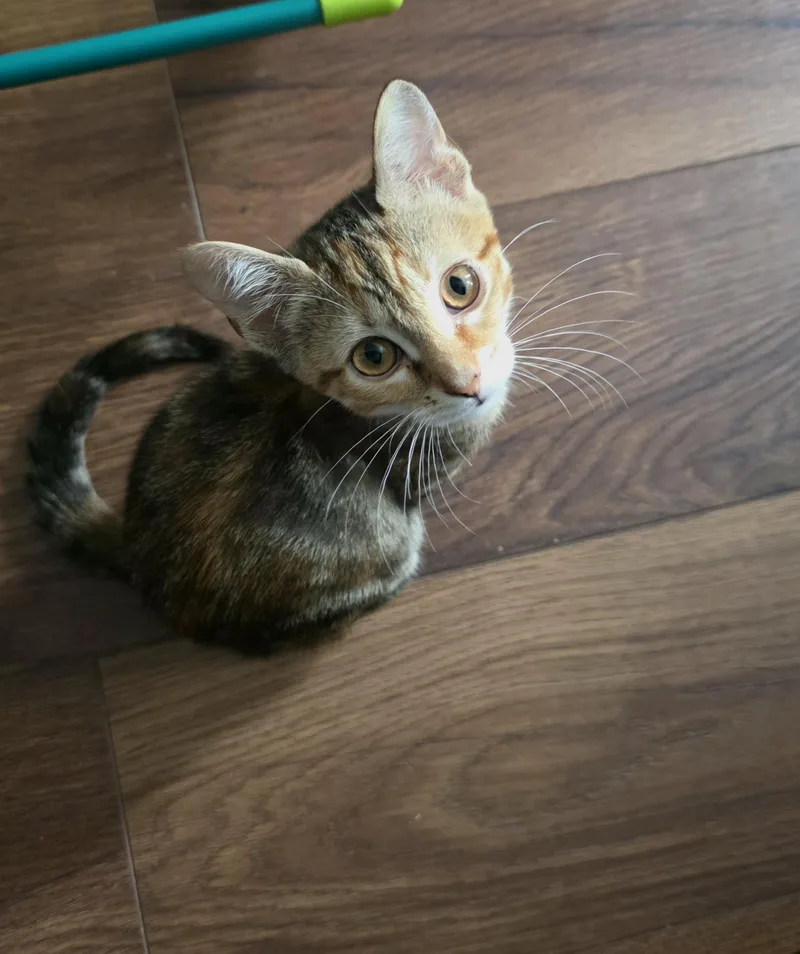 A baby small-sized female Torbie Domestic Short Hair cat named Pixie for adoption in Wilmington, NC
