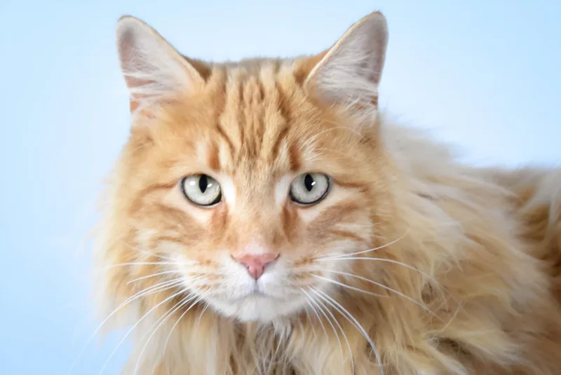 An adult small-sized male Domestic Long Hair cat named Lightning for adoption in Loveland, CO