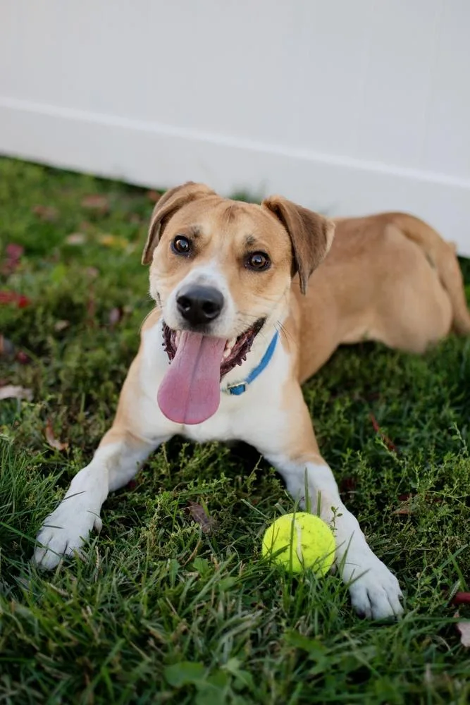 A young medium-sized male Hound dog named Max for adoption in Frankfort, NY