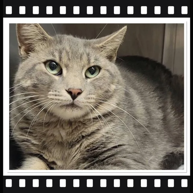 An adult small-sized male Tabby (Gray / Blue / Silver) Domestic Short Hair cat named Cobweb for adoption in Buckhannon, WV