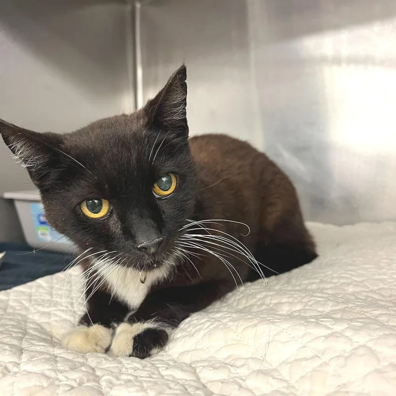 A senior medium-sized male Black Domestic Short Hair cat named Beast Boy for adoption in Los Angeles, CA