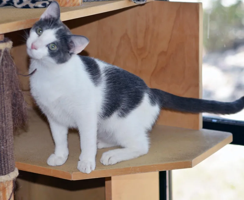 A young medium-sized male Gray & White Domestic Short Hair cat named Rancor for adoption in San Clemente, CA