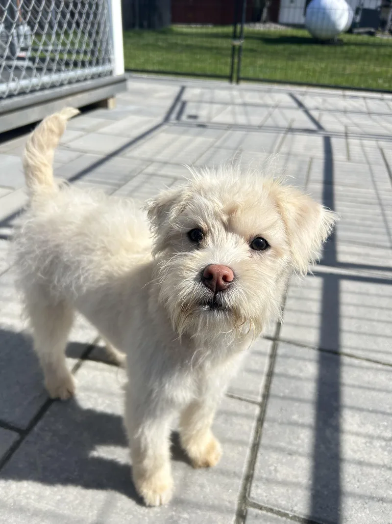 A baby small-sized female Poodle (Toy) dog named Bee for adoption in Montclair, NJ