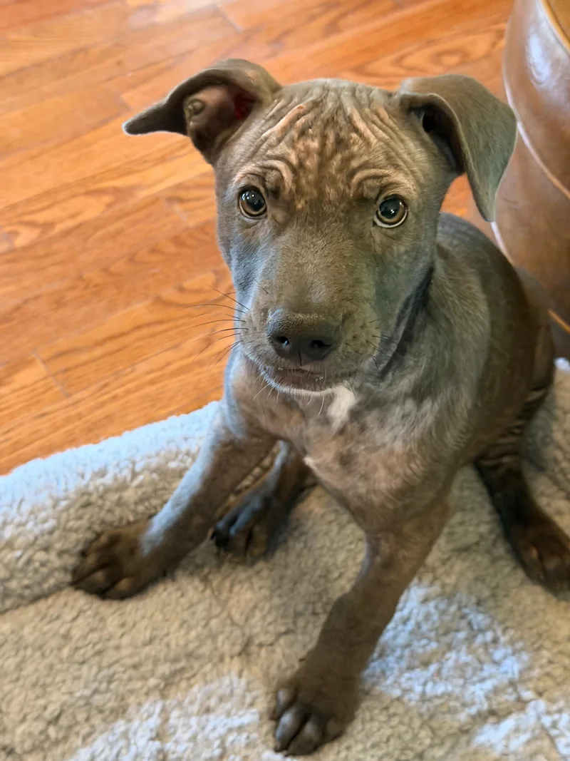 A baby medium-sized female Labrador Retriever dog named Kiki for adoption in Douglas, GA