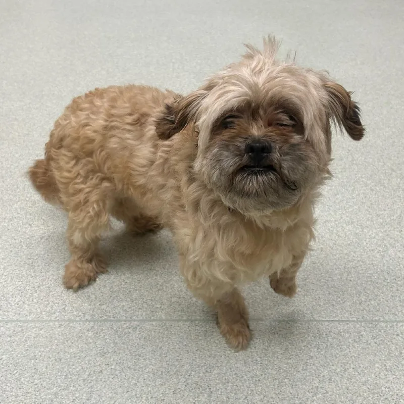An adult small-sized male Golden Shih Tzu dog named Coco for adoption in Springfield, MA