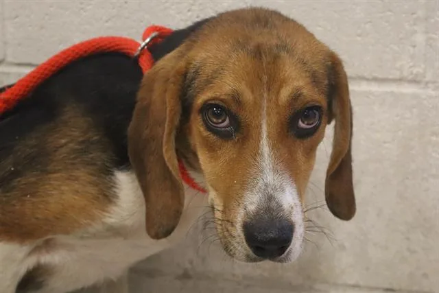 A young medium-sized male Mixed Breed dog named Baxter for adoption in Columbia, SC