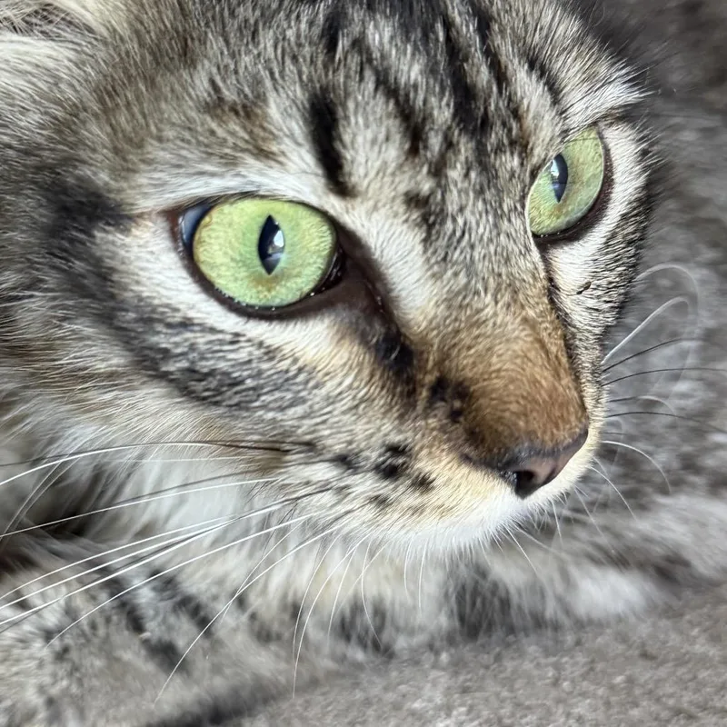 A young medium-sized female Brown / Chocolate Domestic Medium Hair cat named Cashmere for adoption in Houston, TX