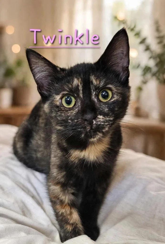 A baby small-sized female Domestic Short Hair cat named Twinkle for adoption in Jim Thorpe, PA