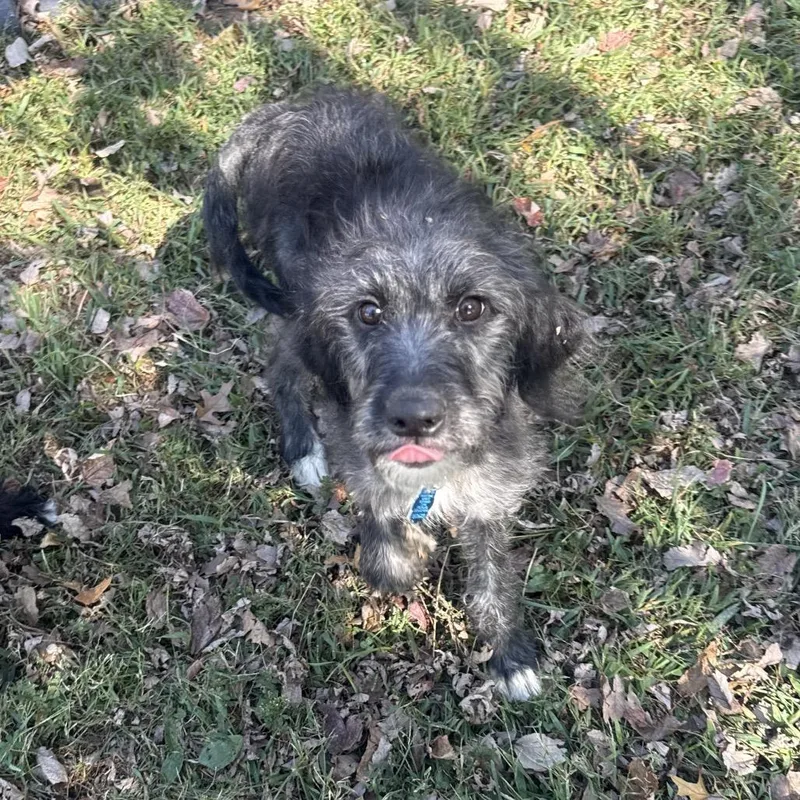 A baby small-sized female Poodle dog named Sally for adoption in Fulton, MO