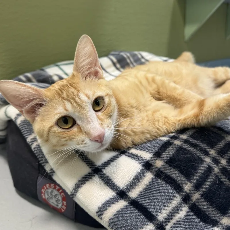 An adult medium-sized female Domestic Short Hair cat named Mama Sunshine for adoption in Driggs, ID