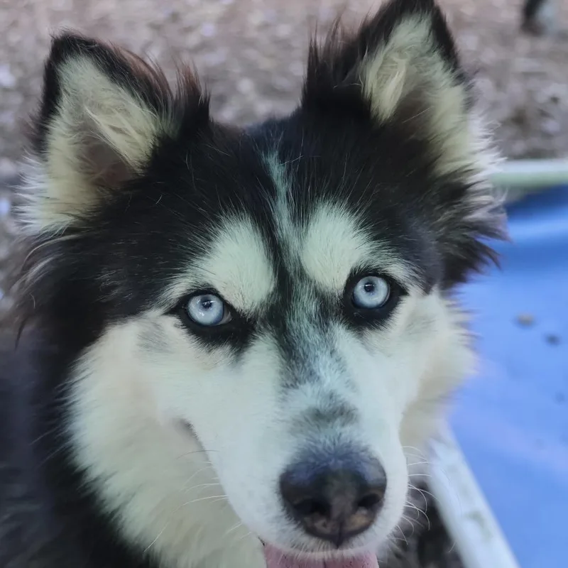 An adult small-sized female Black Husky dog named Cherry for adoption in Briarcliff Manor, NY