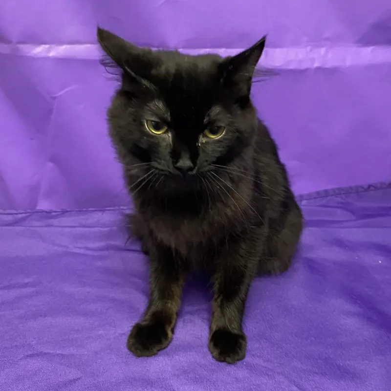 A young medium-sized female Black Domestic Short Hair cat named Riku for adoption in North Myrtle Beach, SC