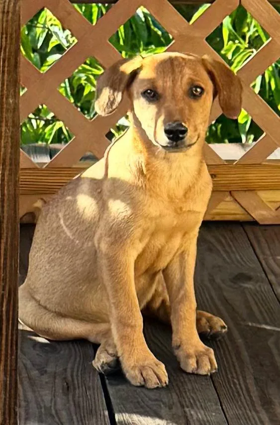 A baby medium-sized male Labrador Retriever dog named Dexter for adoption in Virginia Beach, VA