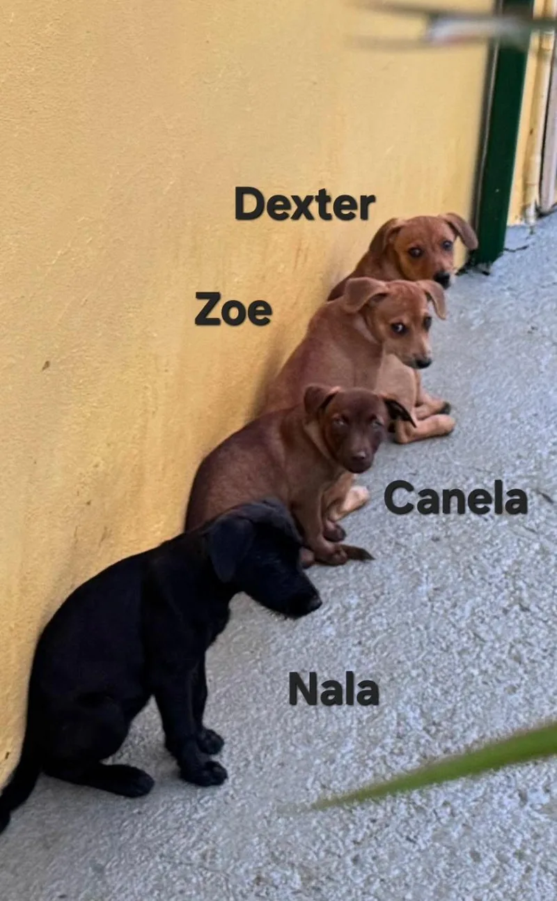 Dexter thumbnail 2