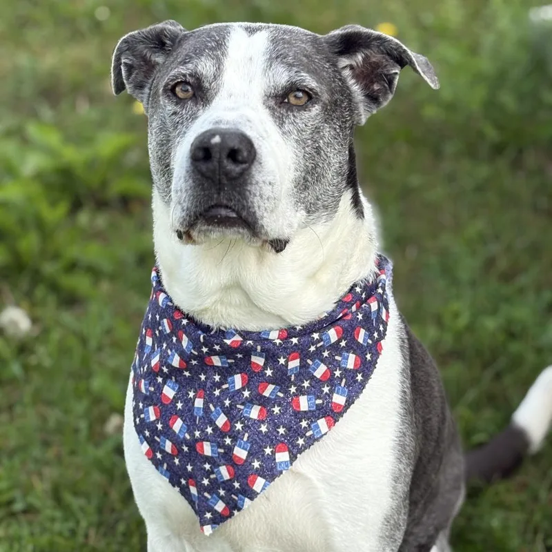 An adult large-sized male Gray / Blue / Silver Mixed Breed dog named Skittles for adoption in Enfield, NH