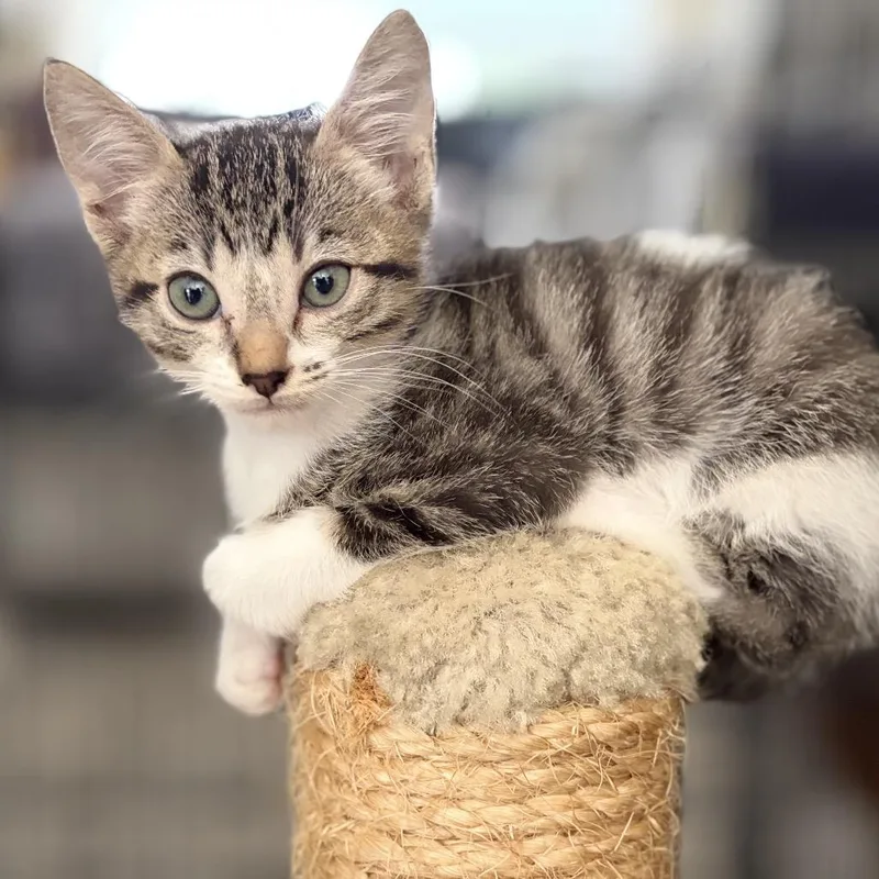A baby small-sized female Brown / Chocolate Domestic Medium Hair cat named Tibbett for adoption in Tustin, CA