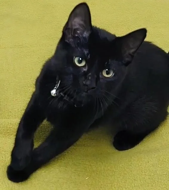 A baby large-sized female Black Domestic Short Hair cat named Jillian for adoption in Springfield, IL