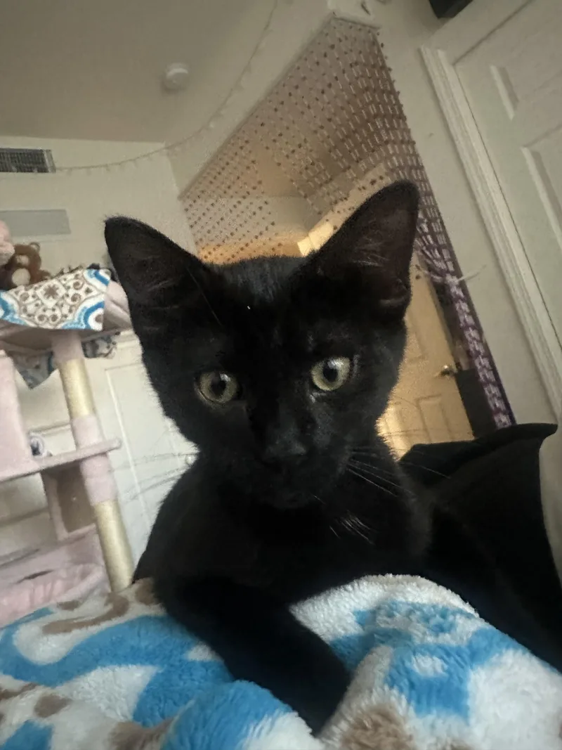 A young medium-sized female Black Domestic Short Hair cat named Taco for adoption in Hollister, CA