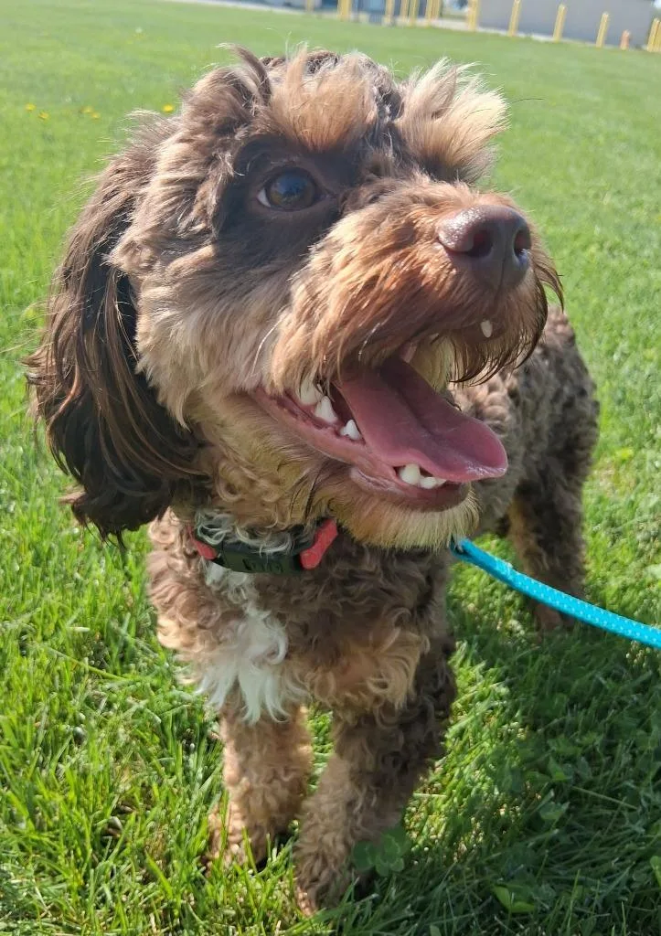 Gus