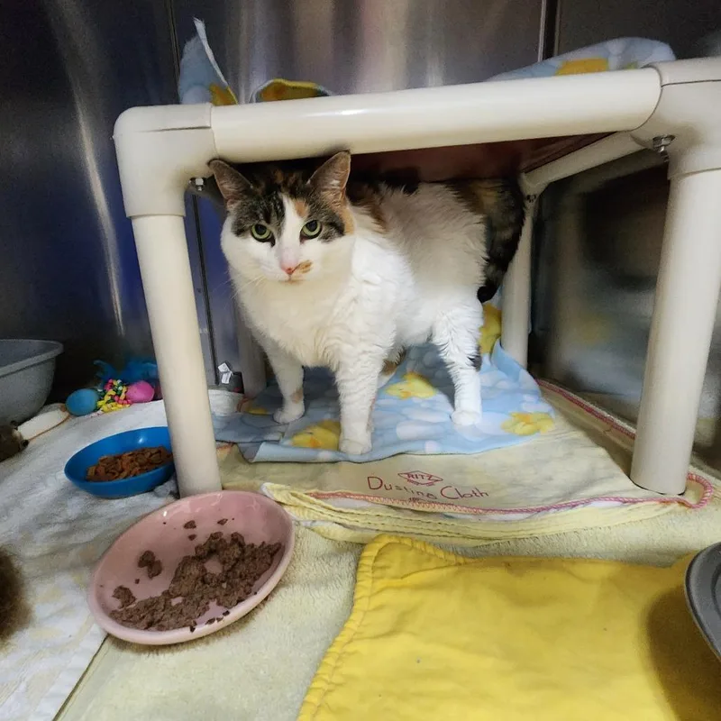 A senior extra large-sized female Calico Domestic Short Hair cat named Leelu for adoption in Grand Rapids, MI
