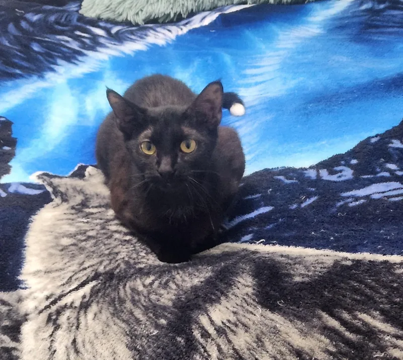 Morrigan thumbnail 3