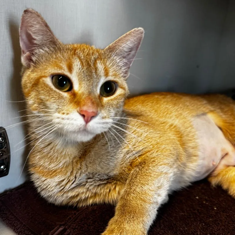 A young medium-sized female Orange / Red Domestic Short Hair cat named Fiora for adoption in Wheeling, IL