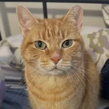 A senior medium-sized female Orange / Red Domestic Short Hair cat named Peach for adoption in West Palm Beach, FL