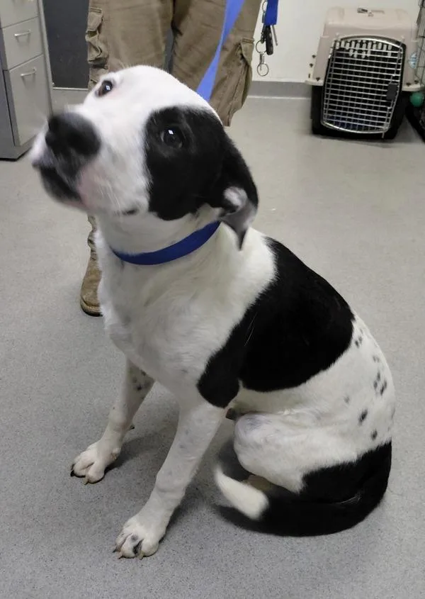 A young large-sized male Border Collie dog named Domino for adoption in Tulare, CA