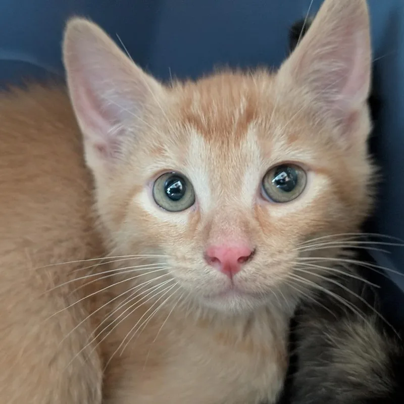 A baby small-sized male Orange / Red Domestic Short Hair cat named Furdinand for adoption in Asheville, NC