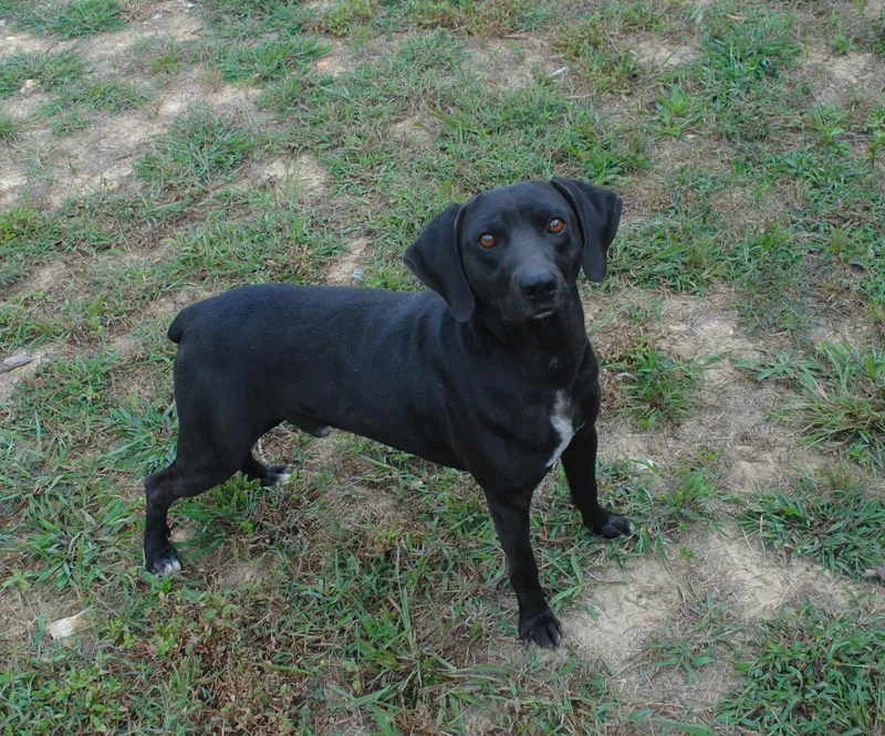 A young medium-sized male Black Labrador Retriever dog named Shadow for adoption in Manchester, TN
