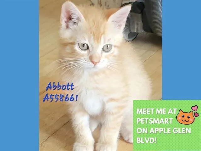 A baby small-sized male Domestic Short Hair cat named Abbott for adoption in Fort Wayne, IN