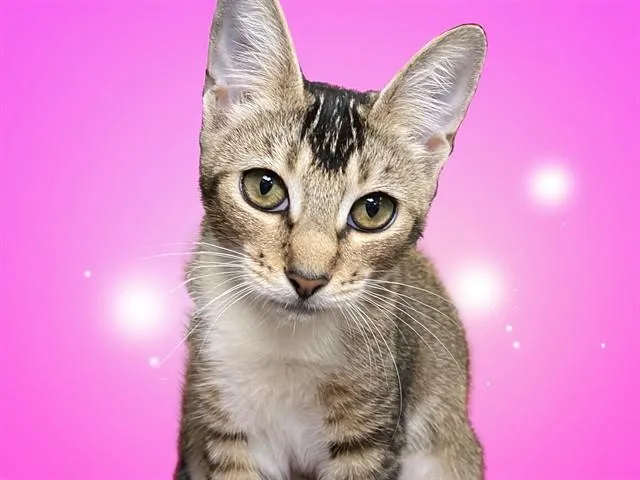 A young medium-sized female Domestic Short Hair cat named Nina for adoption in Fort Lauderdale, FL