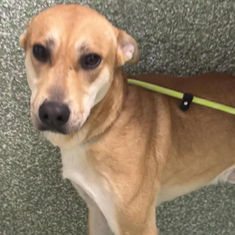 Lil Nebo thumbnail 2