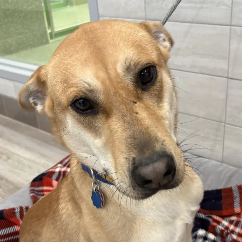 Lil Nebo thumbnail 3