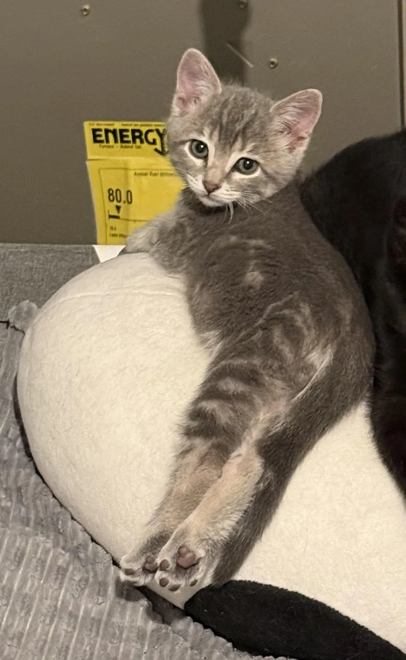 A baby medium-sized male Gray / Blue / Silver Domestic Short Hair cat named Mike Wazowski for adoption in Omaha, NE