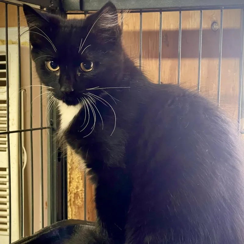A baby small-sized male Black Domestic Long Hair cat named Cumulo for adoption in Spokane, WA