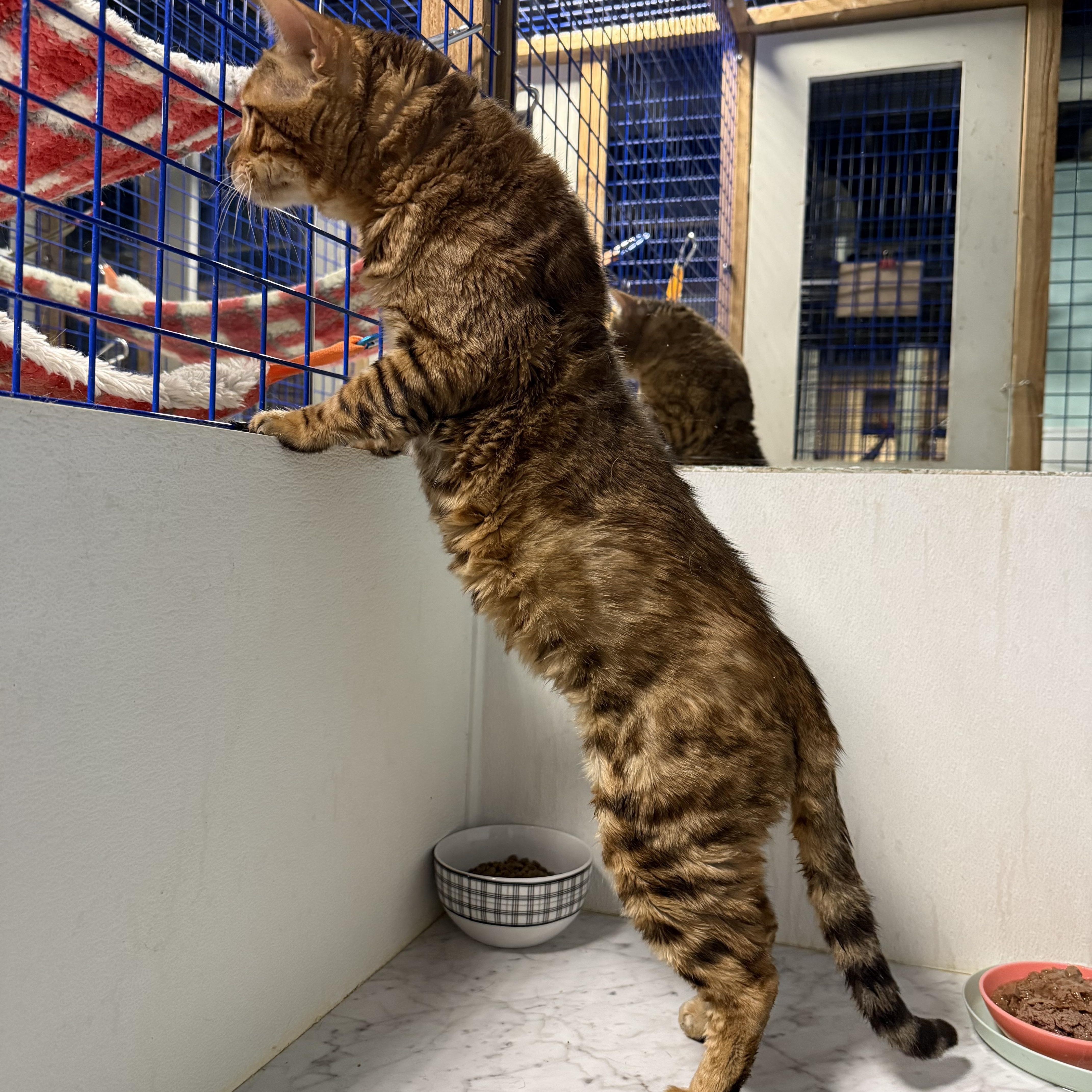 A young extra large-sized male Bengal cat named Big Ben for adoption in Pomona, CA
