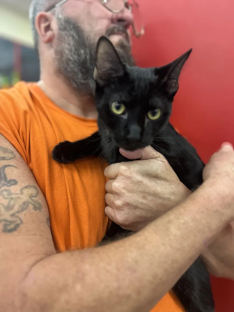 A young medium-sized male Bombay cat named Woodchuck for adoption in Vallejo, CA