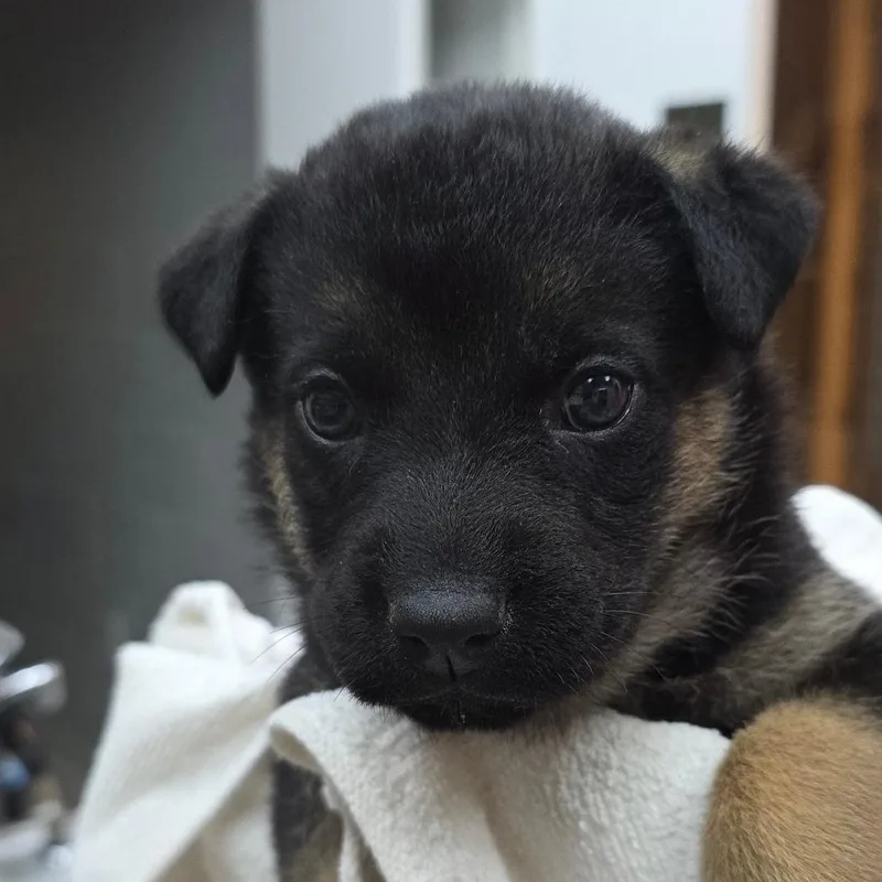 Pepita