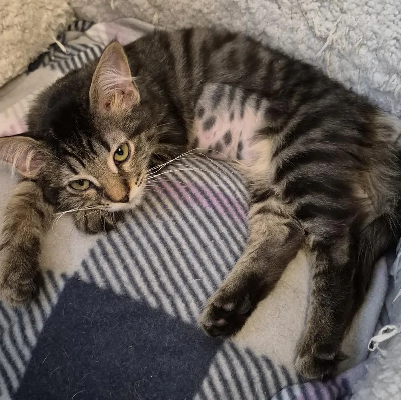 A baby small-sized female Black Domestic Short Hair cat named Masie Hunt for adoption in Morrison, CO