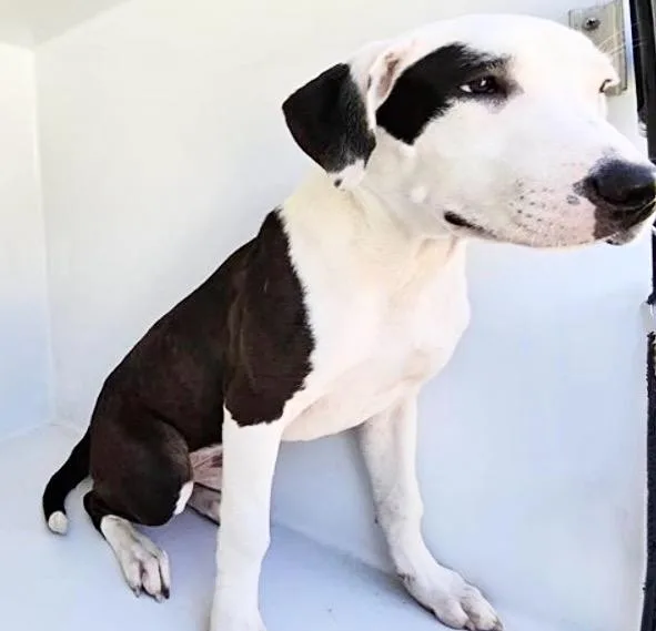 A young medium-sized female Pit Bull Terrier dog named A for adoption in Houston, TX
