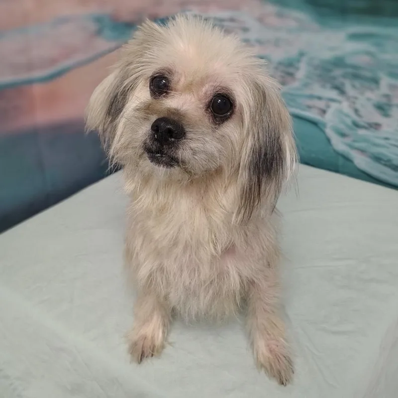 A senior small-sized female White / Cream Maltese dog named Piper for adoption in Griswold, CT