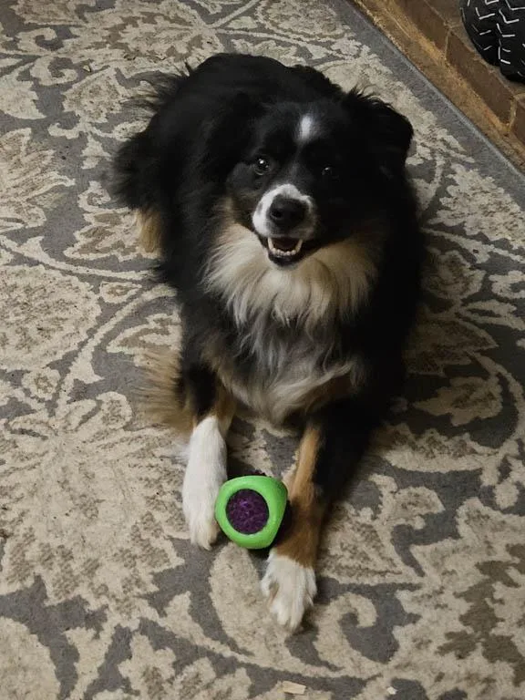 An adult medium-sized male Black Shetland Sheepdog / Sheltie dog named Benji for adoption in Abingdon, MD