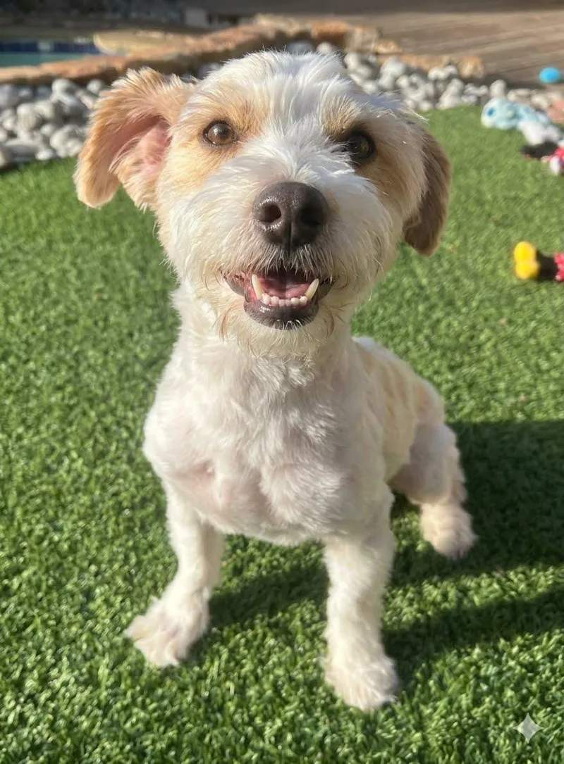 A young small-sized male Jack Russell Terrier dog named Arlo for adoption in Dallas, TX